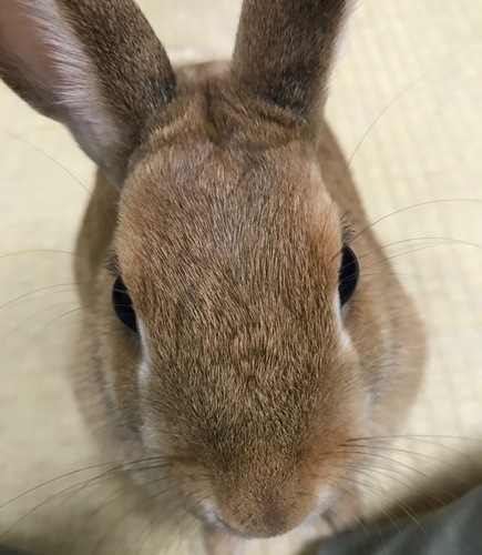 うさぎははねる